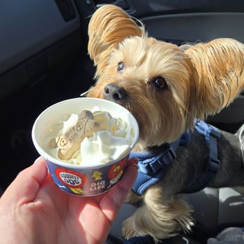 Dutch Bros Coffee - Pup cup! - Juice Bars & Smoothies Near Me - Fountain Valley, California Dutch Bros Coffee - Pup cup! - Juice Bars & Smoothies Near Me - Fountain Valley, California