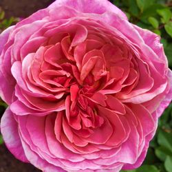 Marston House Museum & Gardens - Heirloom rose with petal formation similar to peony.