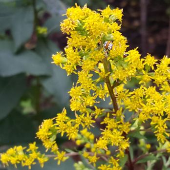 Nichols Arboretum - Bugs in the Goldenrod. - Parks Near Me - Ann Arbor, Michigan Nichols Arboretum - Bugs in the Goldenrod. - Parks Near Me - Ann Arbor, Michigan