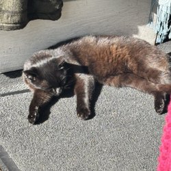 Erin Giftstore - Erin Giftstore shop cat