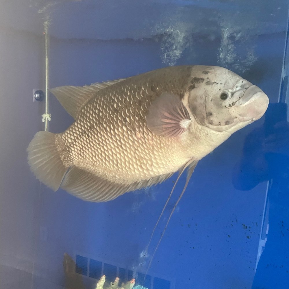Monster Aquarium - Aquarium Services Near Me - Flushing, New York