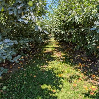 Pearl's Place - Apple Grove - Fruits & Veggies Near Me - Hood River, Oregon Pearl's Place - Apple Grove - Fruits & Veggies Near Me - Hood River, Oregon
