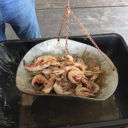 Bailey's Shrimp - Very nice sized shrimp