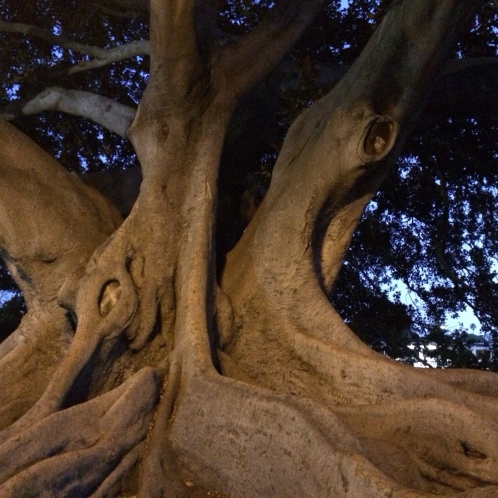 Moreton Bay Fig Tree Park - Almost dark - Parks Near Me - Santa Barbara, California Moreton Bay Fig Tree Park - Almost dark - Parks Near Me - Santa Barbara, California