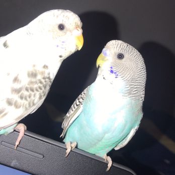Tropical Haven - The other two I got from the store - Pet Stores Near Me - Modesto, California