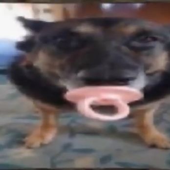 Papa Johns Pizza - Cute dog - Pizza Near Me - Louisville, Kentucky Papa Johns Pizza - Cute dog - Pizza Near Me - Louisville, Kentucky