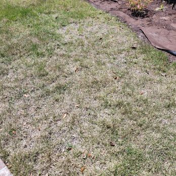 TruGreen Lawn Care - Dead area - Tree Services Near Me - Myrtle Beach, South Carolina