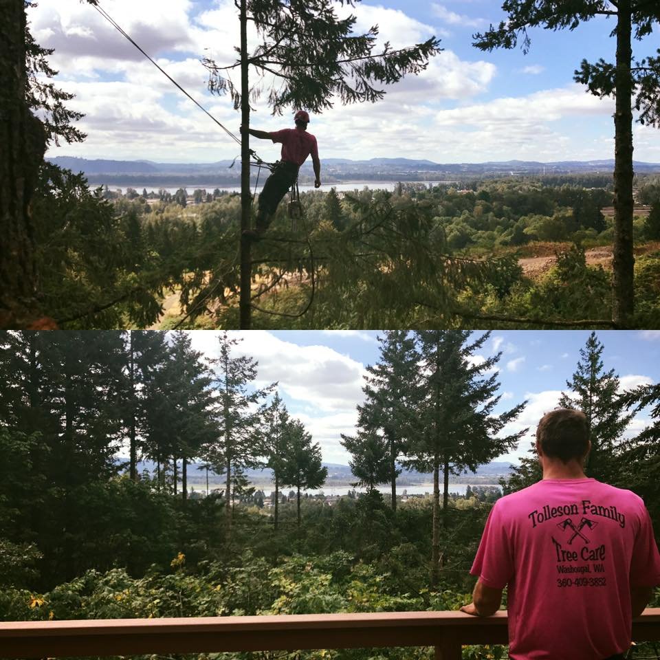 TOLLESON FAMILY TREE CARE Updated October 2024 11 Photos