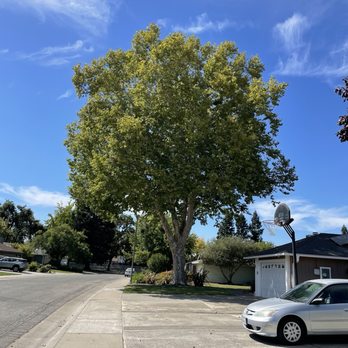 Sierra View Tree Service - This is my tree after trim. It's so beautiful now - Tree Services Near Me Sierra View Tree Service - This is my tree after trim. It's so beautiful now - Tree Services Near Me
