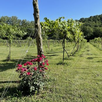Railway Winery & Vineyards - In the vineyard - Wineries Near Me - Eureka Springs, Arkansas Railway Winery & Vineyards - In the vineyard - Wineries Near Me - Eureka Springs, Arkansas