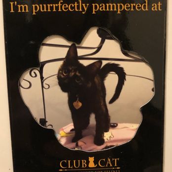 Club Cat - Lil' Cuddy's gift - Pet Boarding Near Me - Irvine, California