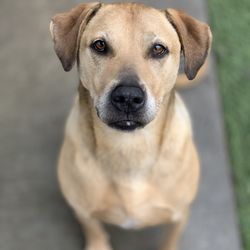 Mt Pleasant Pet Resort - Goober is a candidate for donating blood so he usually hangs out next door at the Animal Clinic and helps out when he can!