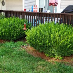 Advanced Property Management - Landscaping