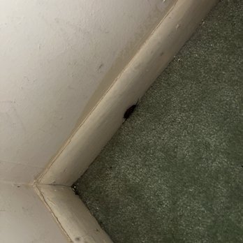 Highland Park Housekeeping - Closet carpet. Bugs still there - Home Cleaning Near Me - Dallas, Texas Highland Park Housekeeping - Closet carpet. Bugs still there - Home Cleaning Near Me - Dallas, Texas