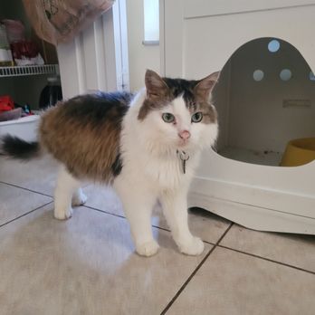 The Critter Tribe - Pet Sitting Near Me - Orlando, Florida The Critter Tribe - Pet Sitting Near Me - Orlando, Florida