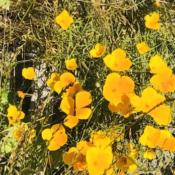 Knights Ferry Covered Bridge - Another wild flowers. - Parks Near Me - Knights Ferry, California