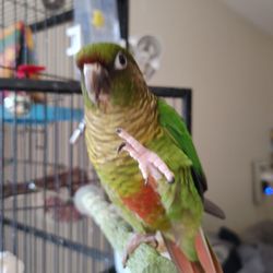 Todd R Cecil, DVM, DABVP-Avian - Baby waving hello before Todd Cecil killed her.