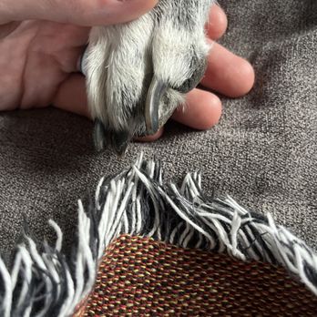 Petco - Uncut pet's nail - Pet Groomers Near Me - Kaneohe, Hawaii