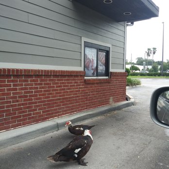 Sonny's BBQ - Rib-lovin' ducks up to no good. - Barbeque Near Me - Apopka, Florida
