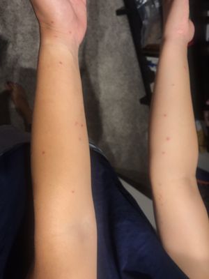 Under Canvas Mount Rushmore by null