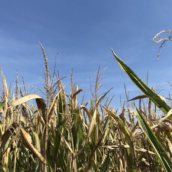 Wayside Farm Fun - Corn for daysssss! - Farms Near Me - Berryville, Virginia Wayside Farm Fun - Corn for daysssss! - Farms Near Me - Berryville, Virginia