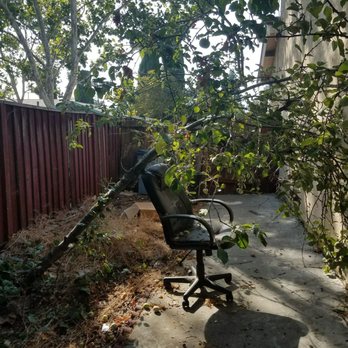 Aly's Tree Trimming & Yard Clean-Up - Landscaping Near Me - San Jose, California Aly's Tree Trimming & Yard Clean-Up - Landscaping Near Me - San Jose, California