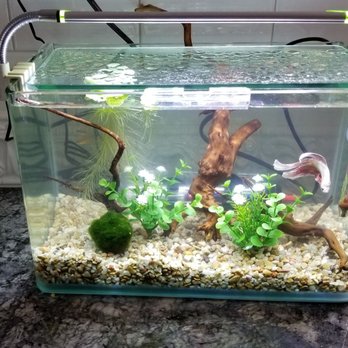 Splash Aquarium - Thanks for my new beta set up. You guys rock. Very customer orientated. Can't wait for that gold nugget pleco your holding for me. - Local Fish Stores Near Me - Sacramento, California Splash Aquarium - Thanks for my new beta set up. You guys rock. Very customer orientated. Can't wait for that gold nugget pleco your holding for me. - Local Fish Stores Near Me - Sacramento, California