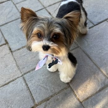 The Holistic Paw - Thank you to the amazing lady that did such a fantastic job on both my Yorkies. They look absolutely amazing. - Pet Groomers Near Me - Roseville, California