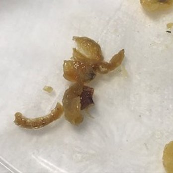 Pho Island - Not sure what this type of insect/bug is but felt very sick to my stomach after discovering in my Chicken Vermicelli - Vietnamese Near Me - Chino, California Pho Island - Not sure what this type of insect/bug is but felt very sick to my stomach after discovering in my Chicken Vermicelli - Vietnamese Near Me - Chino, California