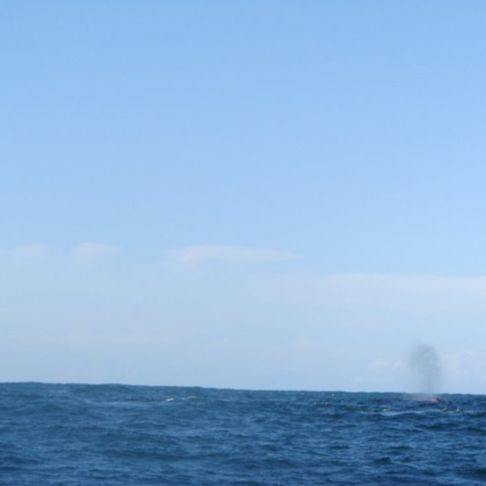 All Aboard Adventures - it was hard to take pics when the boat was hittin waves. but thats a whle spout - Fishing Near Me - Fort Bragg, California All Aboard Adventures - it was hard to take pics when the boat was hittin waves. but thats a whle spout - Fishing Near Me - Fort Bragg, California