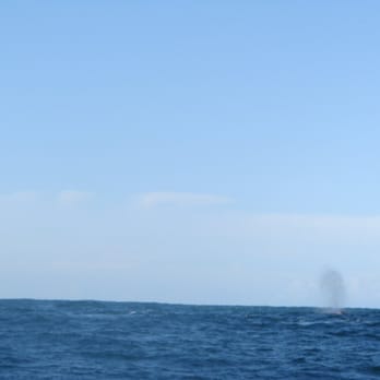 All Aboard Adventures - it was hard to take pics when the boat was hittin waves. but thats a whle spout - Fishing Near Me - Fort Bragg, California