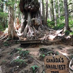 Avatar Grove