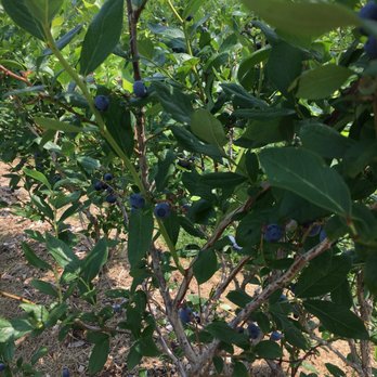 Homestead Farm - Fruits & Veggies Near Me - Poolesville, Maryland