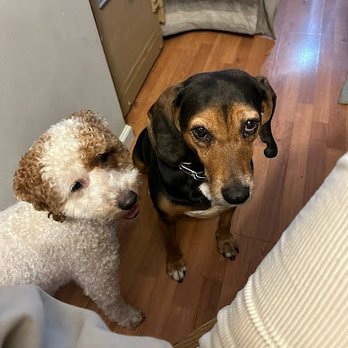 Chic Doggie - Pet Groomers Near Me - Newark, New Jersey