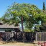 Photo of Roberto's Tree Services