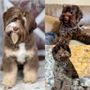 Photo of Fancy Pants Labradoodles