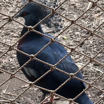 Virginia Zoo - Aviary is open! - Zoos Near Me - Norfolk, Virginia Virginia Zoo - Aviary is open! - Zoos Near Me - Norfolk, Virginia