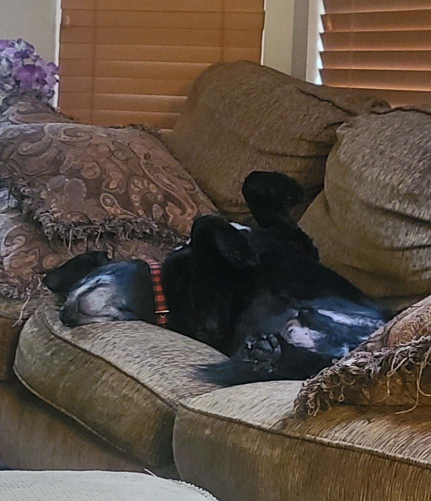 ADVANTAGE VETERINARY CENTER Updated September 2024 16 Photos & 25 Reviews 322 Emerson Rd