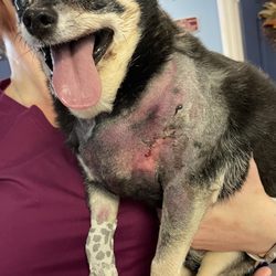 4 Paws Veterinary Hospital - After attack by Pitt bull