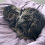 Pet Wellness Veterinary Center