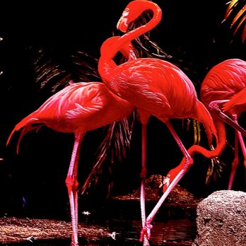 Flamingo Gardens - "The Flamingo at Flamingo Gardens" La vie en rose OuiOui. - Botanical Gardens Near Me - Davie, Florida