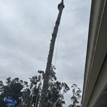 Tree of Righteousness - 50ft palm - Landscaping Near Me