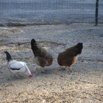 Great Brook Farm State Park - Dog Parks Near Me - Carlisle, Massachusetts
