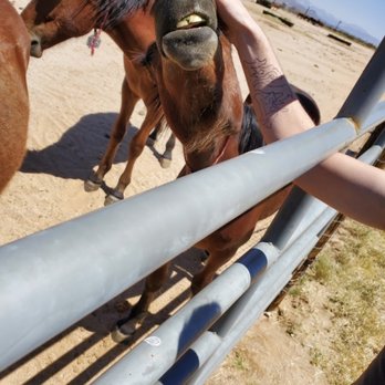 Wild Horse and Burro - Arts & Entertainment Near Me - Ridgecrest, California