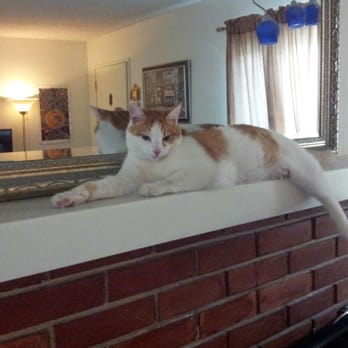 Milo Foundation - Mango - Pet Adoption Near Me - Point Richmond, California