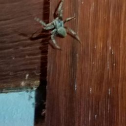 Pics dont due justice,  jumped and reared at us