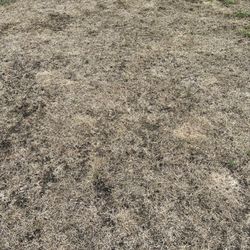 Seacoast Turf Care - Dead lawn