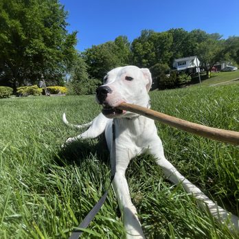 Pumpuni Pups - Dog Walkers Near Me Pumpuni Pups - Dog Walkers Near Me