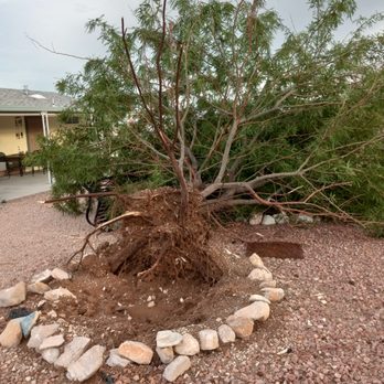Arizona Yard Services - uprooted tree - Lawn Services Near Me Arizona Yard Services - uprooted tree - Lawn Services Near Me