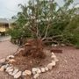 Arizona Yard Services
